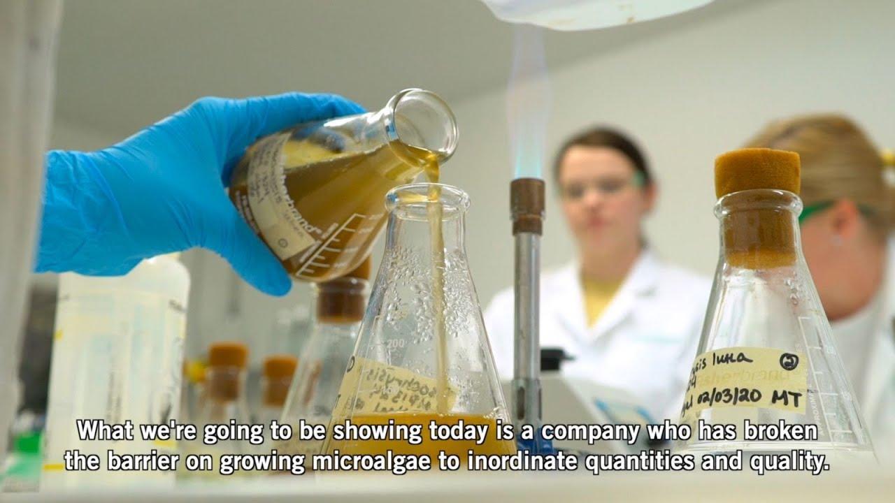 ALGAFEED</br> INVOVACIÓN EN ACUICULTURA</br> Institucional